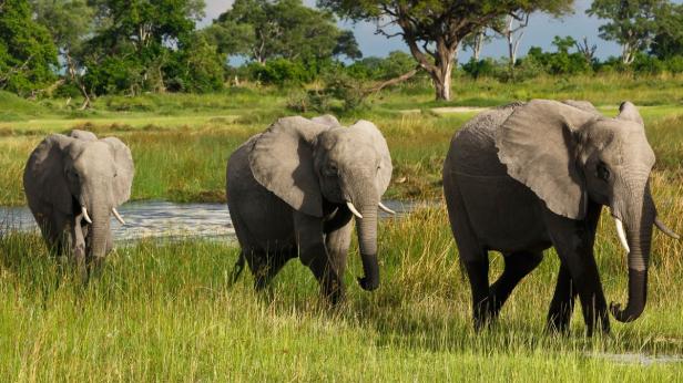 Drei Elefanten durchqueren eine grüne Landschaft mit einem kleinen Fluss.