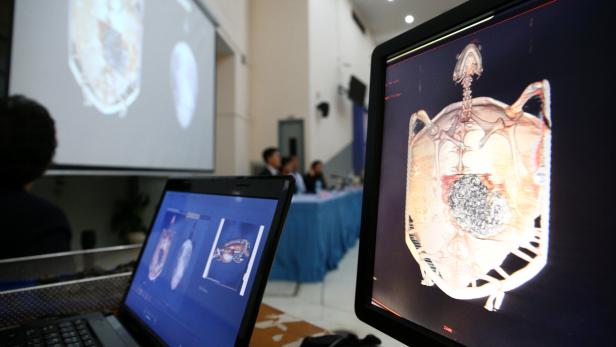 1000 Münzen im Magen: Schildkröte musste operiert werden