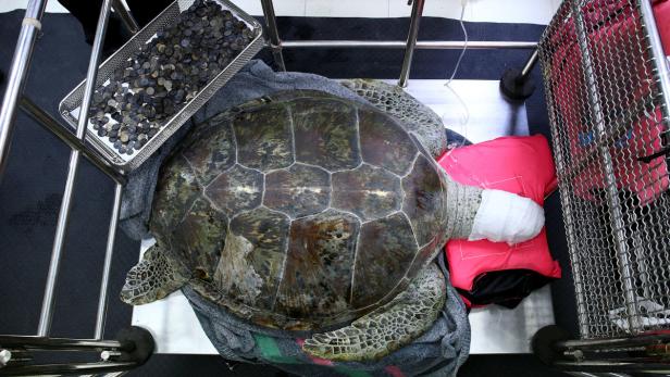 1000 Münzen im Magen: Schildkröte musste operiert werden