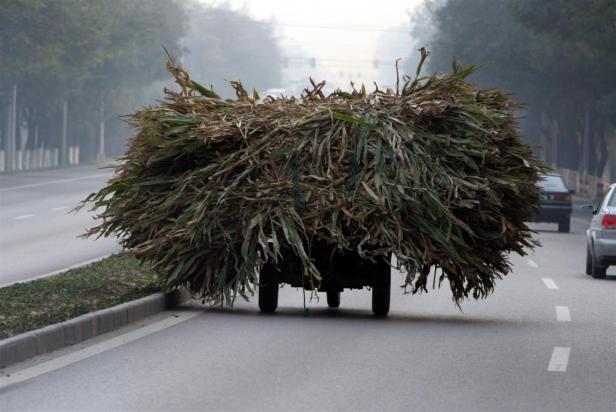 Ein kleiner Wagen transportiert eine riesige Ladung Maisblätter auf einer Straße.