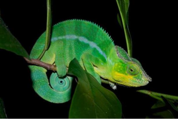 Ein grünes Chamäleon sitzt auf einem Ast zwischen Blättern.