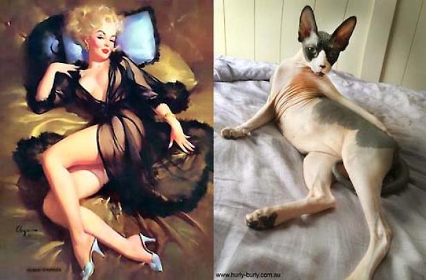 Gegenüberstellung eines Pin-up-Gemäldes und einer nackten Katze, die in ähnlicher Pose auf einem Bett liegt.