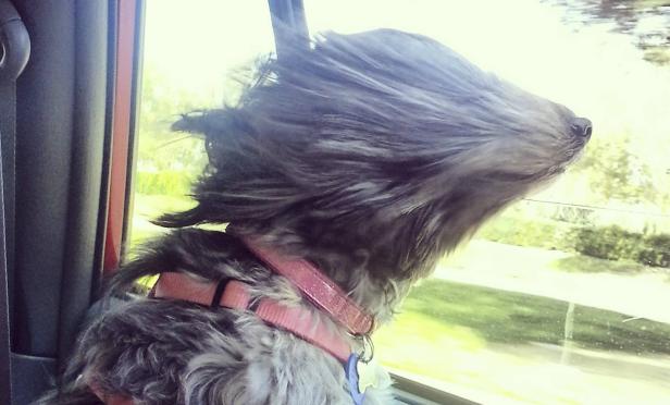 Ein Hund mit rosa Halsband genießt die Fahrt mit dem Auto und lässt sich den Wind um die Nase wehen.
