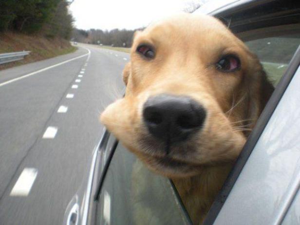 Ein Hund schaut aus dem Fenster eines fahrenden Autos.