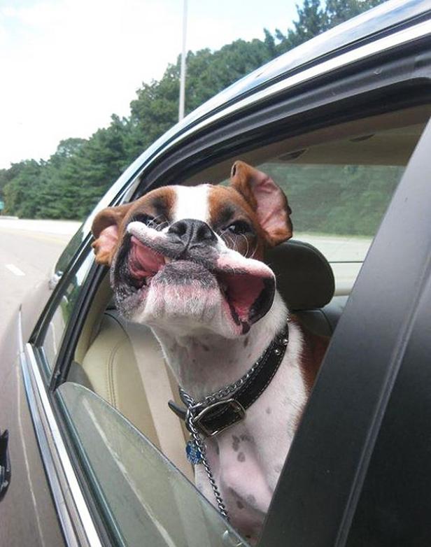 Ein Boxerhund streckt seinen Kopf aus dem Autofenster.