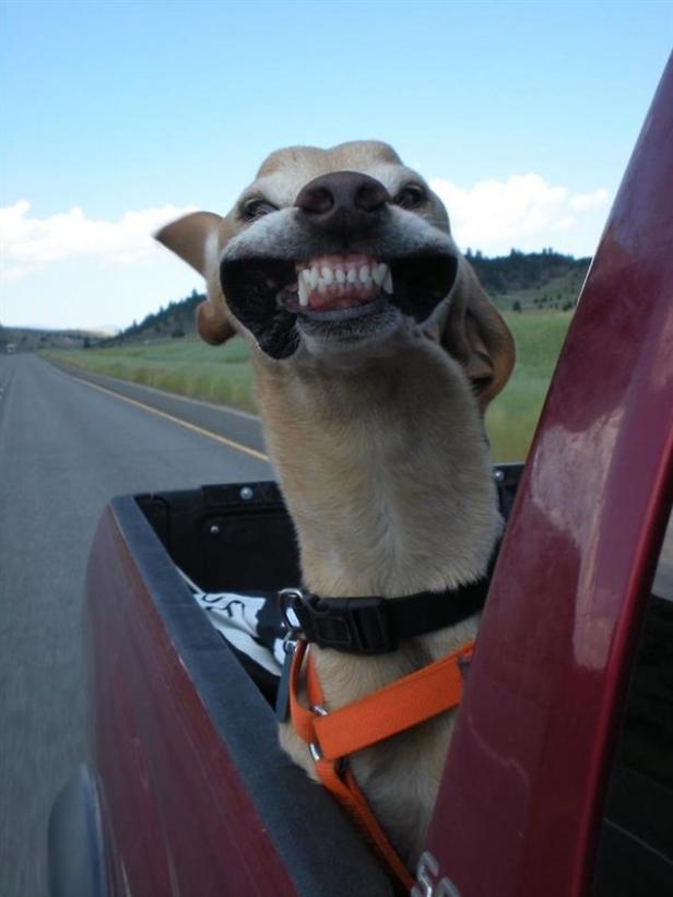 Ein Hund grinst mit entblößten Zähnen im Fahrtwind auf der Ladefläche eines Pickups.