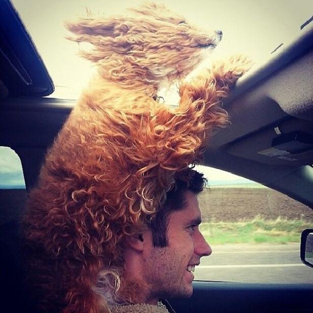 Ein Mann fährt Auto, während ein Hund aus dem Schiebedach schaut.