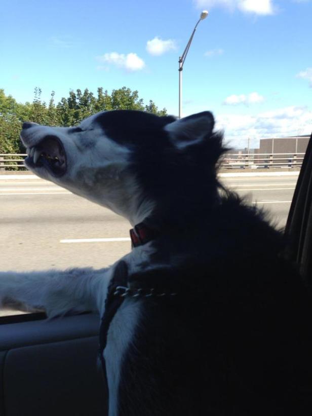 Ein Husky genießt die Fahrt mit dem Auto und streckt seinen Kopf aus dem Fenster.