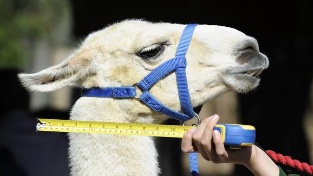 Ein Lama mit blauem Halfter wird mit einem gelben Maßband vermessen.