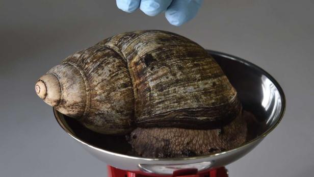 Eine riesige Achatschnecke liegt in einer Metallschale auf einer roten Waage.