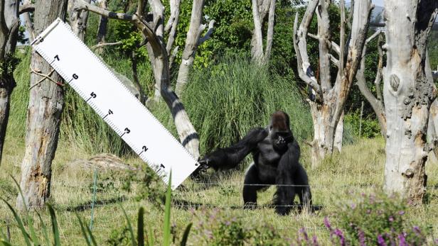 Ein Gorilla steht im Gras und hält ein großes Lineal.