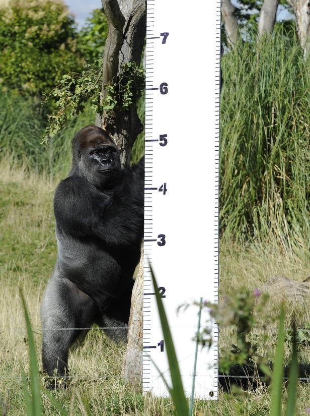 Ein Gorilla steht neben einem Baumstamm und einer Messlatte im Gras.