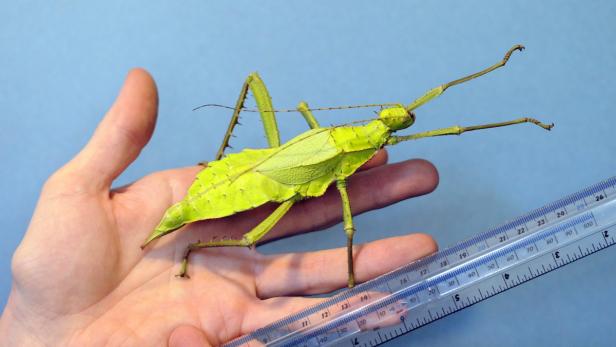 Ein grünes Wandelnde Blatt sitzt auf einer Hand neben einem Lineal.