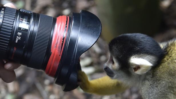 Ein Totenkopfaffe berührt die Linse eines Kameraobjektivs.