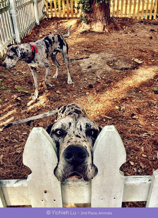 Zwei gefleckte Deutsche Doggen in einem Garten, eine davon schaut über einen Zaun.