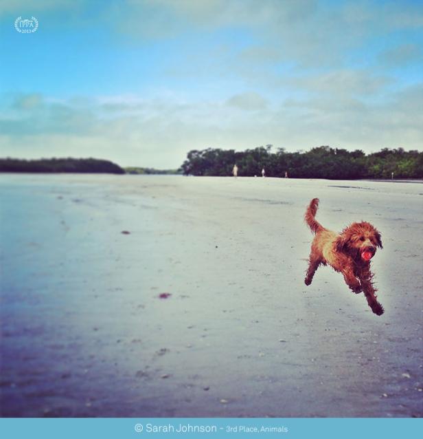 Ein brauner Hund rennt mit einem roten Ball im Maul am Strand entlang.