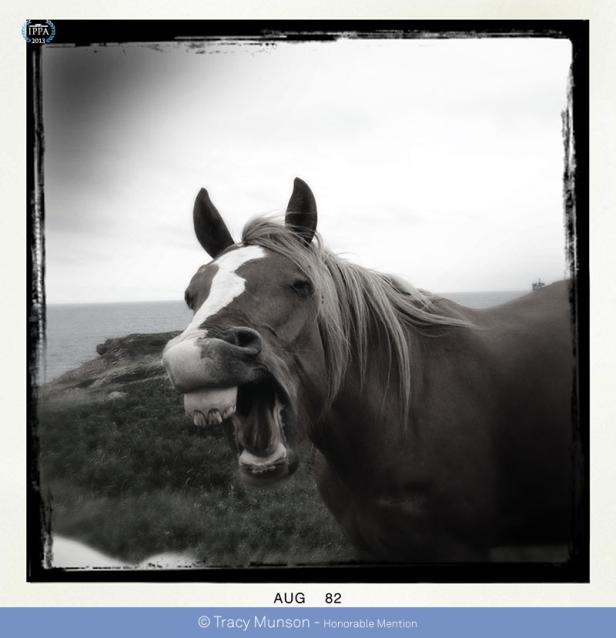 Ein Pferd mit offenem Maul steht auf einer Klippe am Meer.