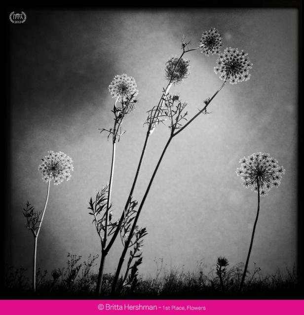 Schwarz-Weiß-Fotografie von filigranen Doldenblütlern vor einem hellen Hintergrund.