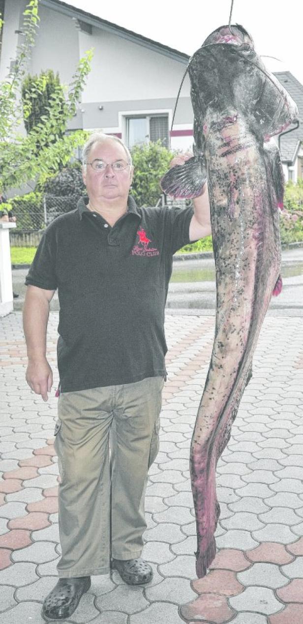 Ein Mann hält einen riesigen Wels in die Höhe.