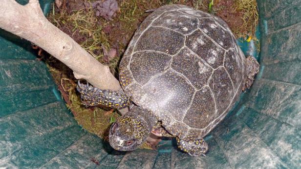 Schildkröte wanderte fast zehn Kilometer