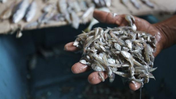 Eine Handvoll kleiner Fische wird gehalten.