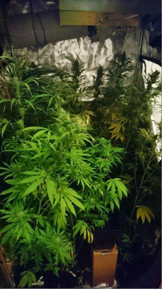 Mehrere Cannabispflanzen wachsen in einem Innenraum unter künstlichem Licht.