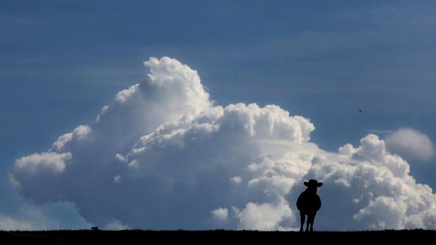 Eine Silhouette einer Kuh vor einem dramatischen Himmel mit Wolken.