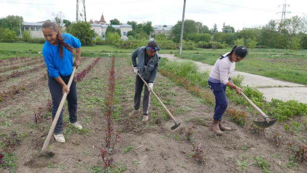 Drei Frauen arbeiten mit Hacken auf einem Feld mit jungen Pflanzen.