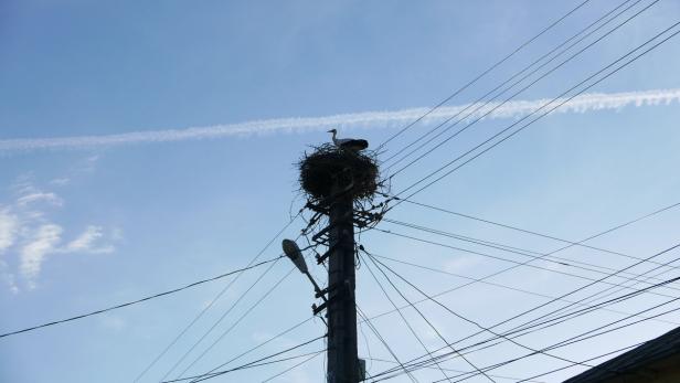 Ein Storch sitzt in seinem Nest auf einem Strommast.