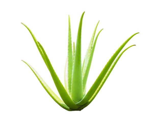 Hilft Aloe vera bei Hautkrankheiten?