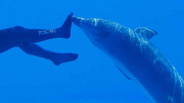 Ein Delfin berührt den Fuß eines Tauchers unter Wasser.