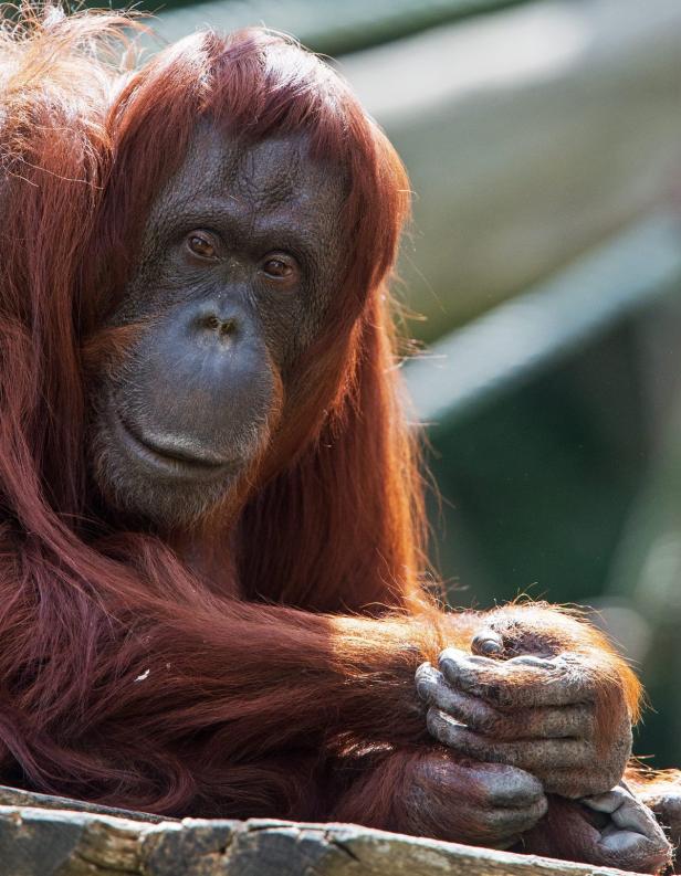 Erster Affe auf Facebook: Orang-Utan "Nonja" wird 40