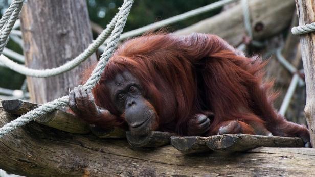Erster Affe auf Facebook: Orang-Utan "Nonja" wird 40
