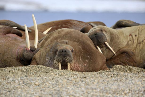 Mehrere Walrosse ruhen sich an einem Strand aus Kieseln aus.