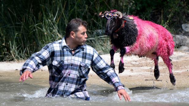 Ein Mann steht im Wasser, während ein pinkfarbenes Schaf über ihn springt.