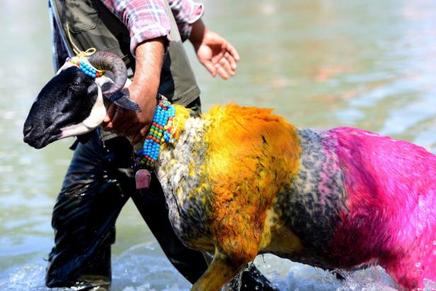 Ein Mann führt ein bunt gefärbtes und geschmücktes Schaf durch das Wasser.