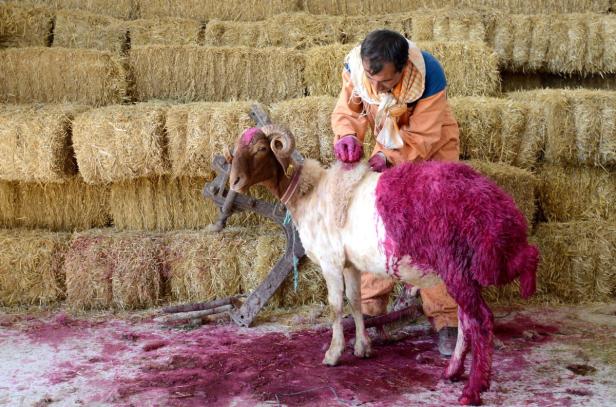 Ein Mann behandelt ein Schaf mit pinkfarbener Farbe vor einem Hintergrund aus Heuballen.