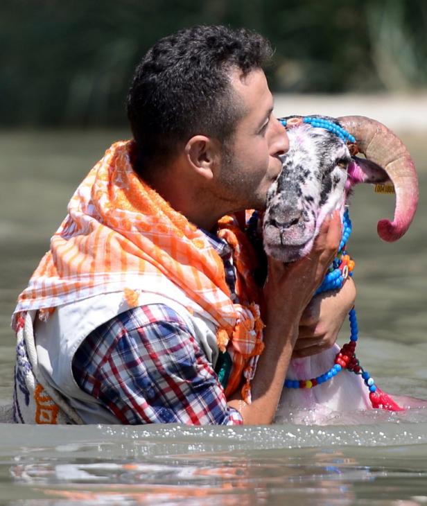 Ein Mann umarmt und küsst ein geschmücktes Schaf im Wasser.