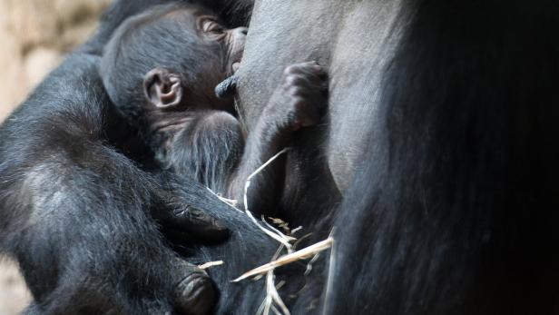 Gorilla-Dame mit 32 Jahren erstmals Mutter