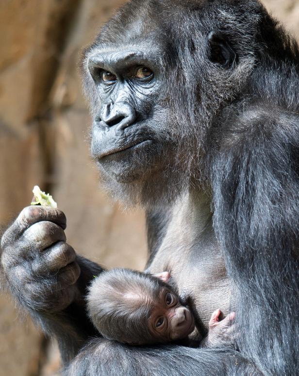 Gorilla-Dame mit 32 Jahren erstmals Mutter