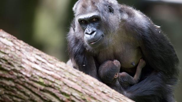 Gorilla-Dame mit 32 Jahren erstmals Mutter