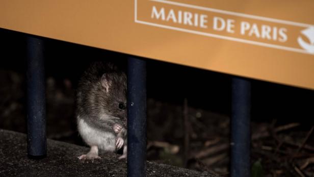 Rattenplage: Paris erklärt den Nagern den Krieg