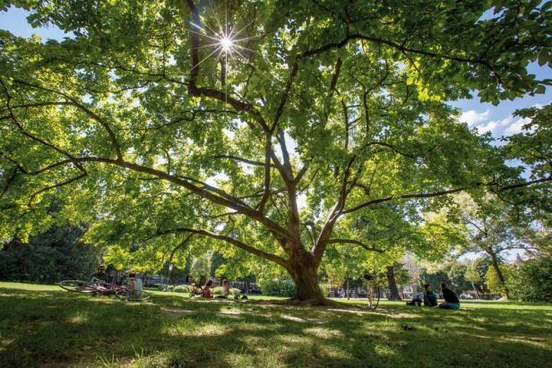 Die schönsten Gärten und Parks in Wien