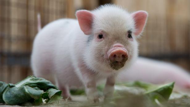Das Schwein: Unterschätzt und kaum gewürdigt