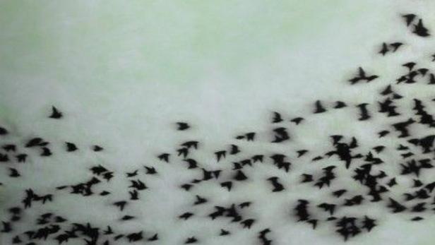 Ein Schwarm dunkler Vögel fliegt vor einem hellen, bewölkten Himmel.