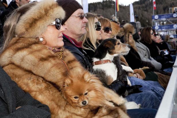 Zuschauer mit Hunden besuchen eine Veranstaltung im Freien.