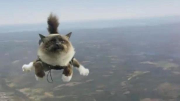 Eine Katze mit einem Fallschirm springt aus einem Flugzeug.