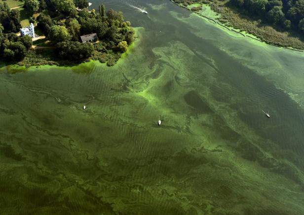 Algenblüte bedeckt einen See mit Booten und Gebäuden am Ufer.