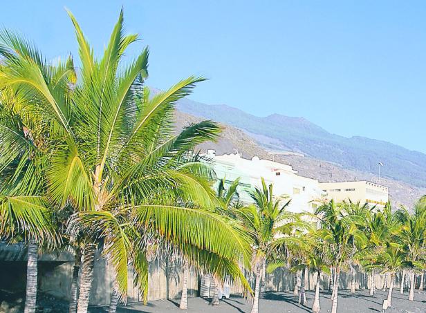 Eine Reihe von Palmen säumt einen Strand mit dunklem Sand vor einer Bergkulisse.
