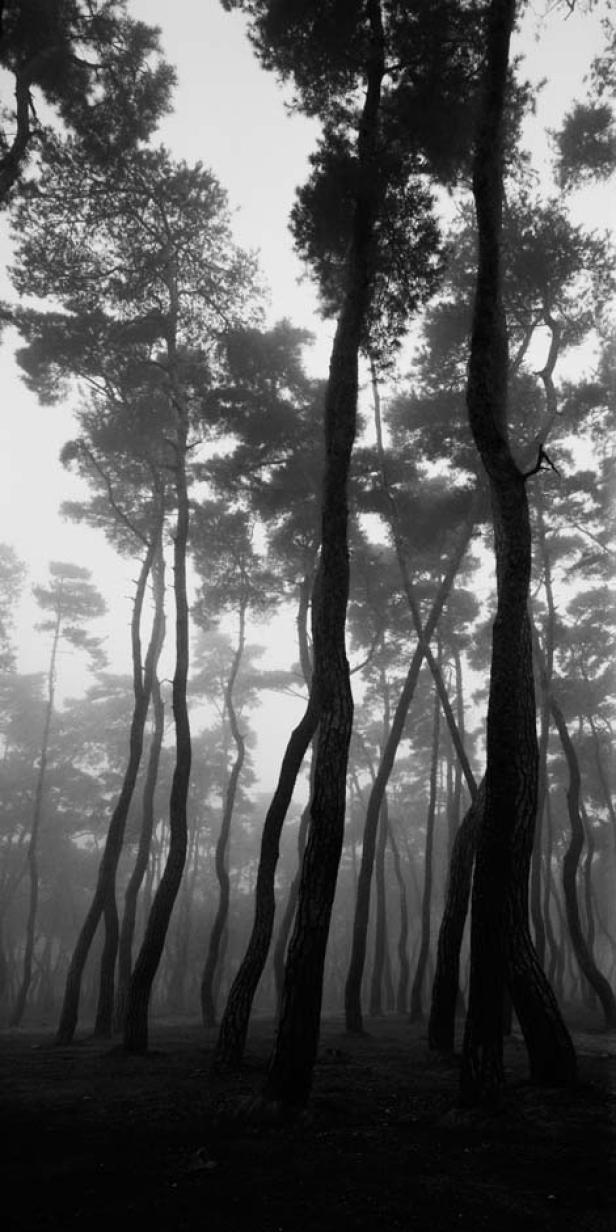 Schwarz-Weiß-Aufnahme eines dichten Waldes im Nebel.